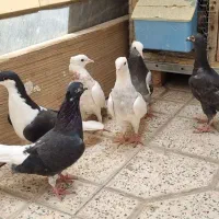 کفتر