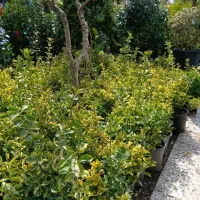 شمشادسطل ۱۰