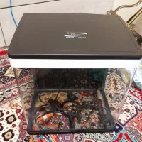 یک عدد شرکتی دلسا