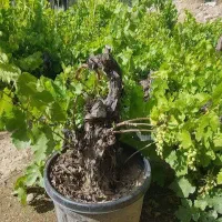 هرسکاری کاشت باغبانی نهال کاشتن فروش درختکاری درخت