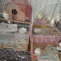 عروس هلندی های سفید و رام