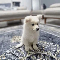 سگ پامر خرسی