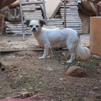 سگ خانگی
