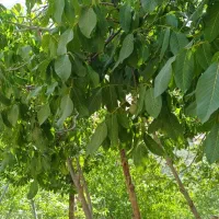 فروش زمین ۱۶۰۰متری مجنون