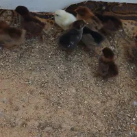 فروش جوجه  محلی یک هفته