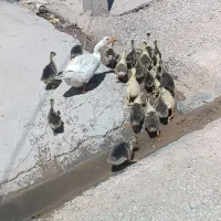 جوجه قوقاز