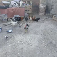 ۹مرغ ۱خروس
