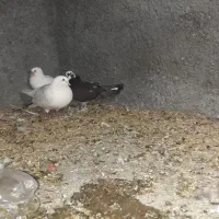 کبوتر معاوظه بابلدرچین ماده