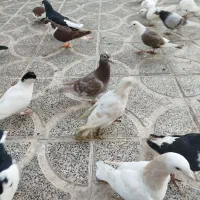 کبوتر|پرنده|الوند, |دیوار