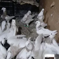 فروش کبوتر طوقی درجه ۱