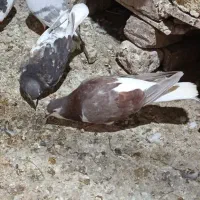 کله