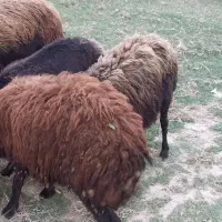 بره نر چاق