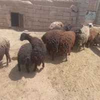 میش جوان|حیوانات مزرعه|سبزوار, قصبه شرقی|دیوار