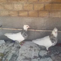 فروش یک جفت کبوتر طوقی ویک کبوتر ماده طوقی جدا