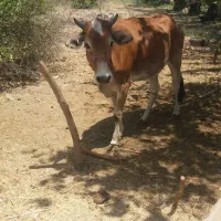 گاو ماده رودان
