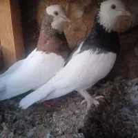 کبوتر طوقی