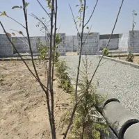 باغچه-200-متری-با-سند-و-مجوز-معاوضه-با-خودرو