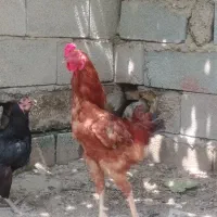 مرغ و خروس بوقلمون