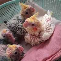 جوجه عروس هلندی