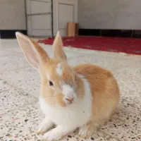 چند عدد زیبا و خوشگل