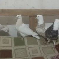 طوقی