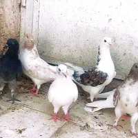 کبوتر پرشی و طوقی