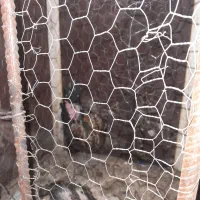 مرغ وجوجه