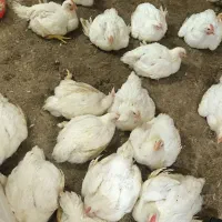 مرغ زنده