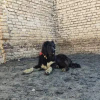 سگ گله ای