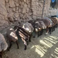 بره