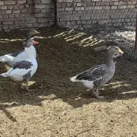 غاز