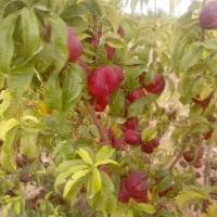 شلیل|خوردنی و آشامیدنی|قیدار, |دیوار