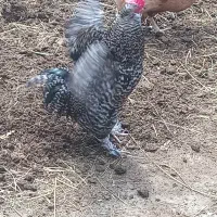 خروس پاکوتاه