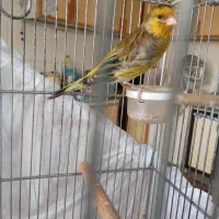 سهره قناری دهن سهره شرور مبارز 18مقطوع