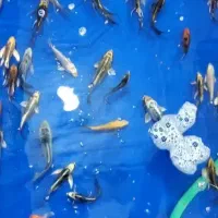 ماهی کوی برا آکواریم واستخر،خونه باغ
