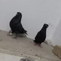 کبوتر