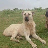 سگ پژدر اصل