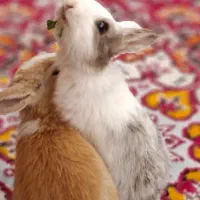 ۲خرگوش۴ماهه