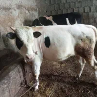 فروش گاو نر