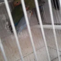 عروس و کتوله و مرغ عشق گرینچیک