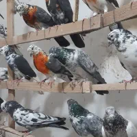 کبوترد پرشی