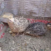 بلدرچین تخم گذار با قفسه