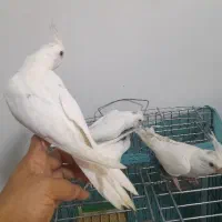 جوجه عروس  آلبینو خالص ۴۰ روزه