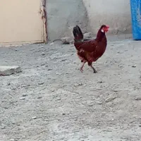 مرغ و خروس