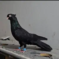 زاغ آبادانی