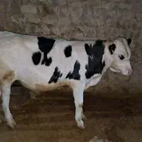 گاو شش ما آبستن با گوساله نر سمینتال ده ماهه