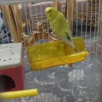 مرغ عشق