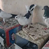 کفتر|پرنده|نجفآباد, شریعتی غربی|دیوار
