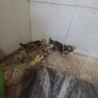 جوجه مرغ