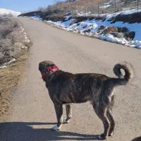 سگ افغان نر